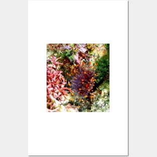 Orange Ball Corallimorph Anemone Posters and Art